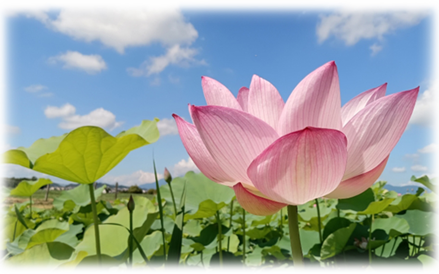 森の庵の水子供養